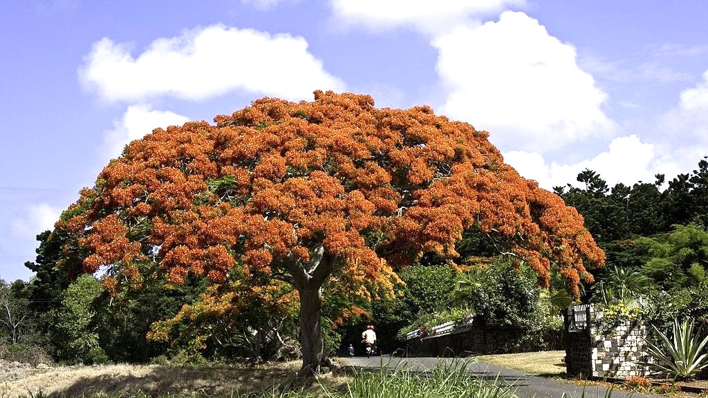 Royal Poinciana