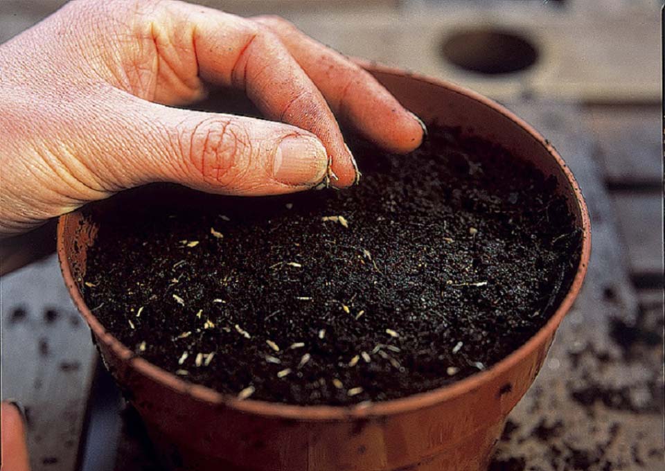 Propagating lemon grass from seed