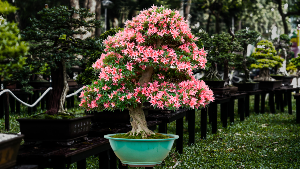 Azalea Bonsai