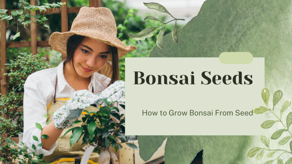 Bonsai Seeds