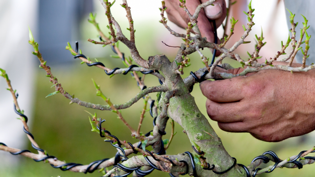 Bonsai Wire