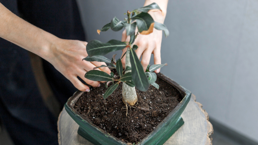 Bonsai repotting