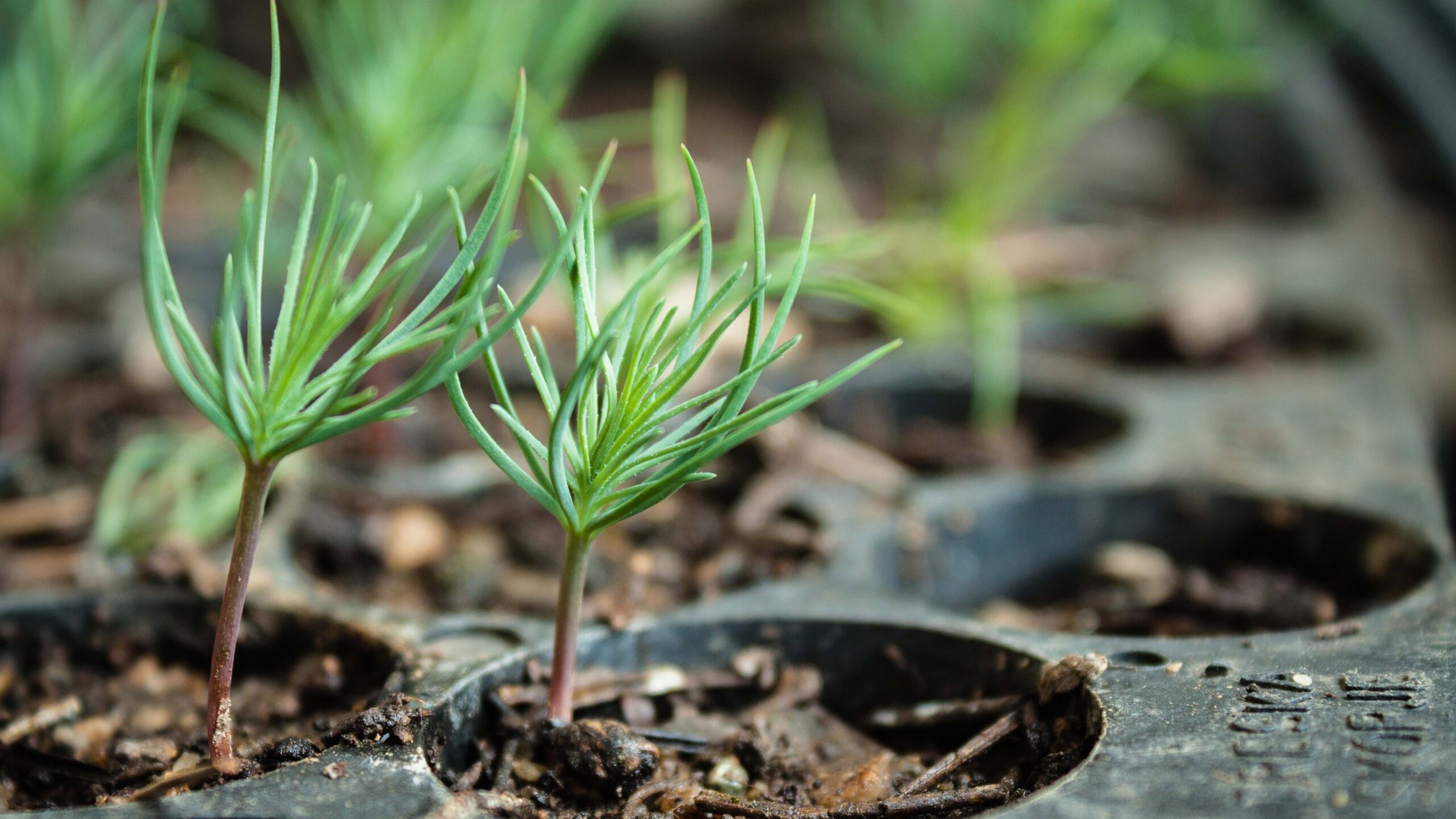 Caring for Seedlings