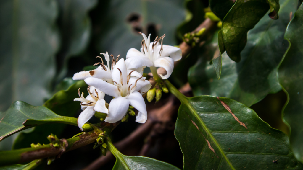 Coffee Plant