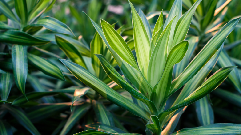 Dracaena