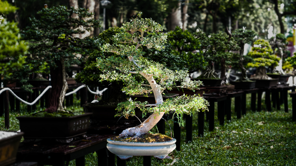 Elm Bonsai