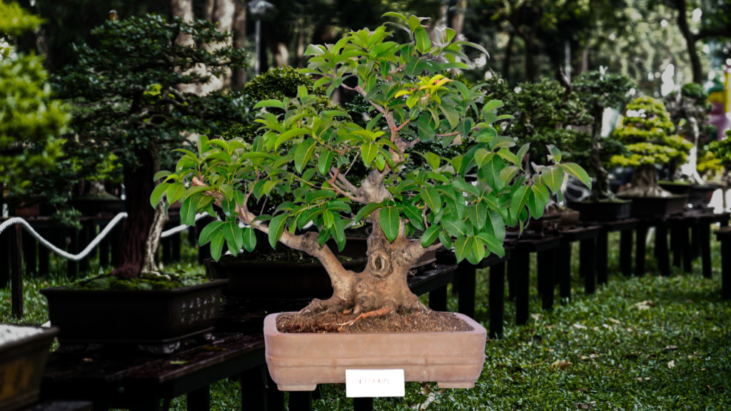 Ficus Bonsai