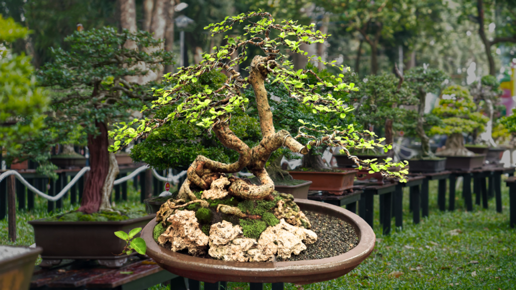 Fukien Tea bonsai