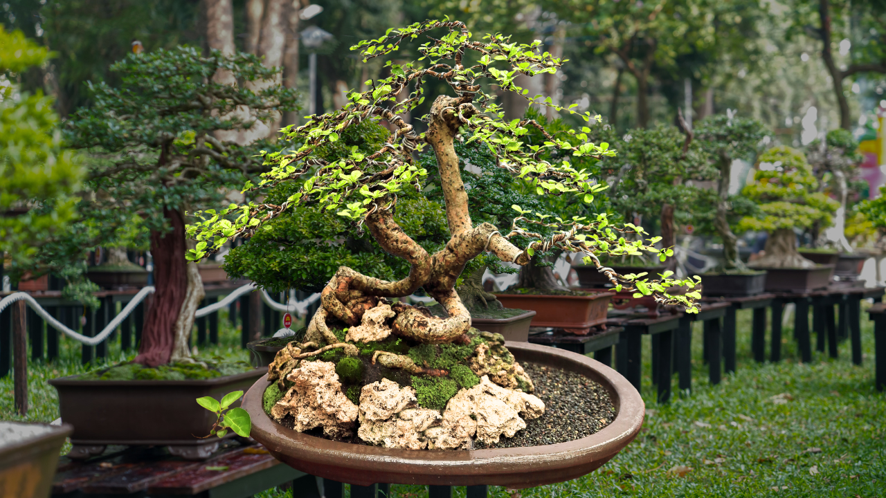 Bonsai Care Guide: Fukien Tea (Carmona retusa) - Bonsai Arbor