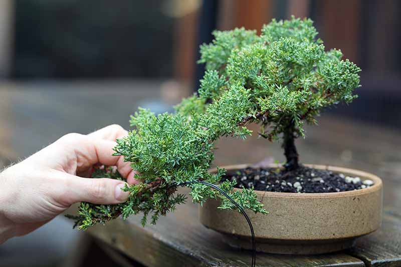 How-to-Shape-a-Cascade-Bonsai-Cover