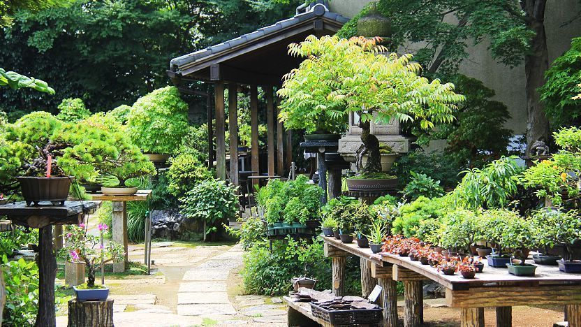 Omiya Bonsai Village