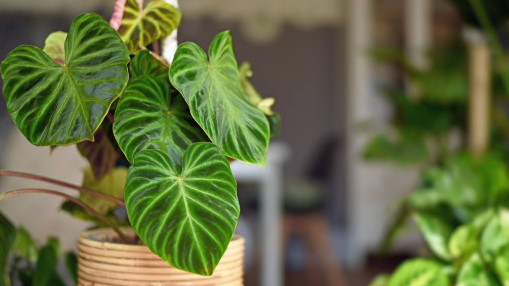 Philodendron