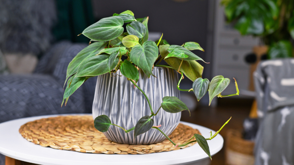 Philodendron