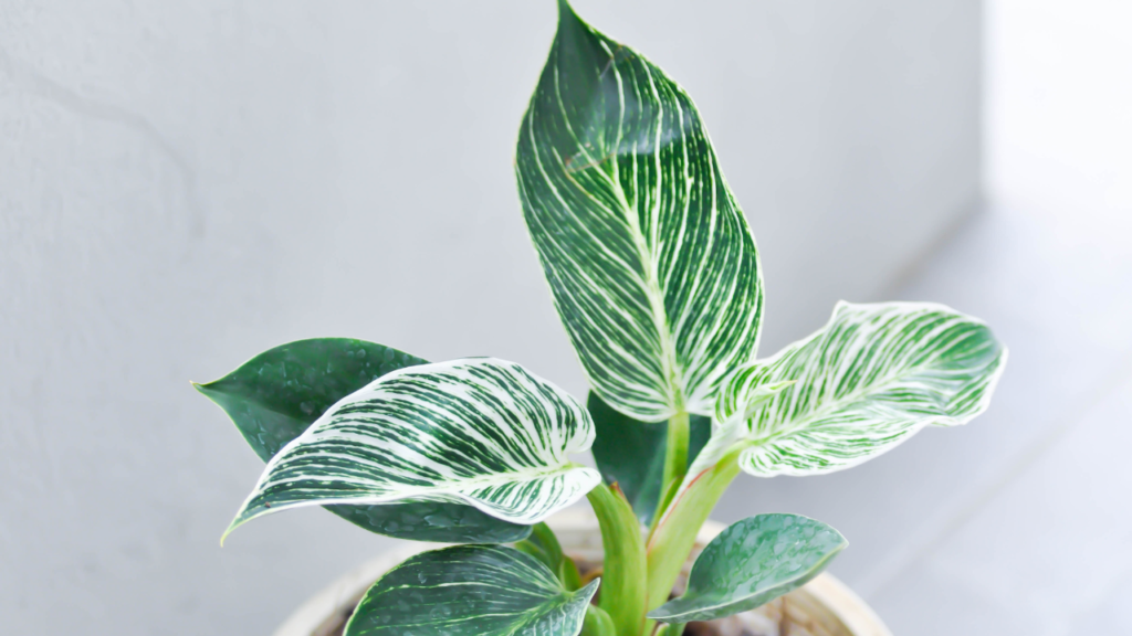 Philodendron