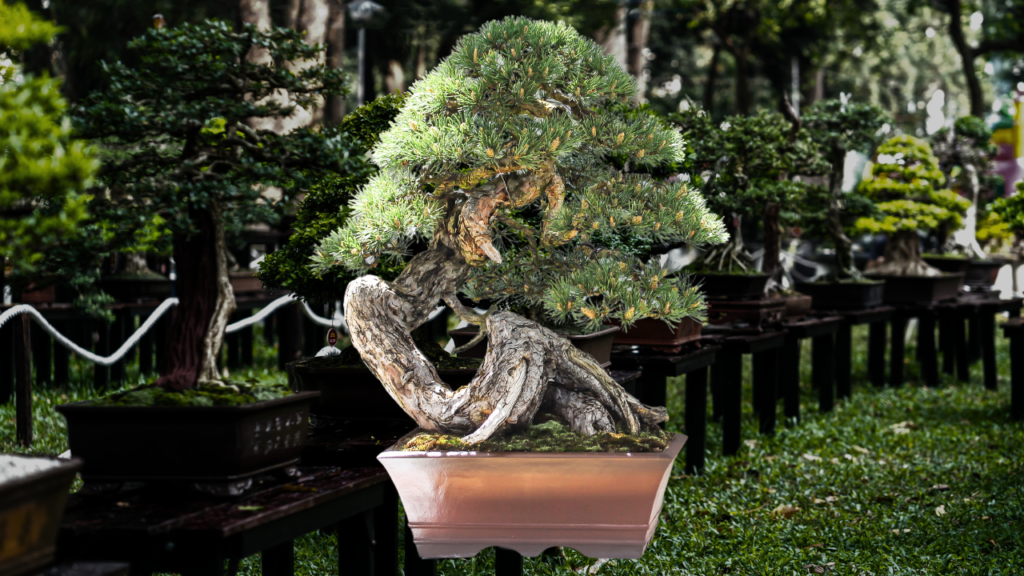 Juniper Bonsai