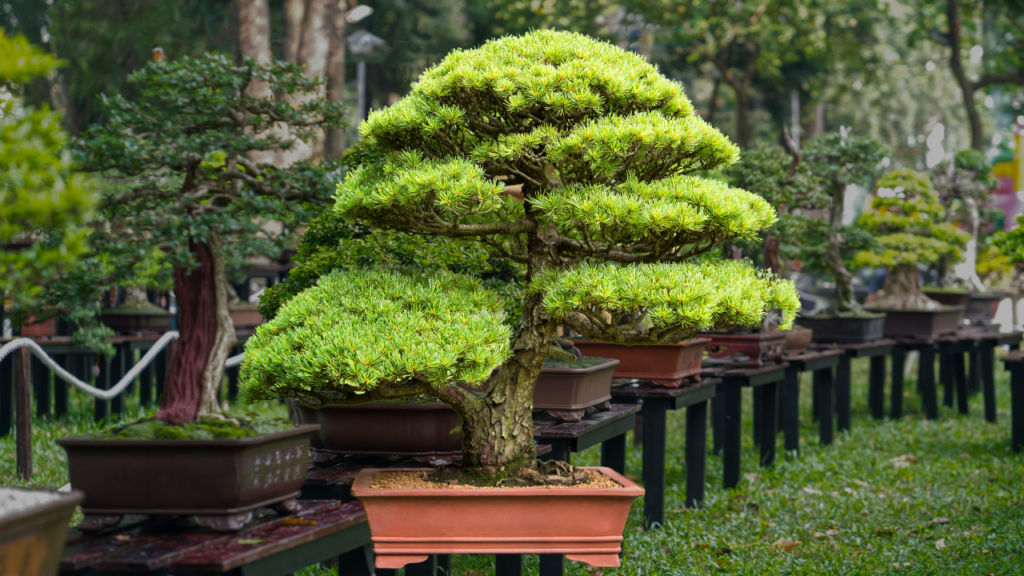 Pine bonsai