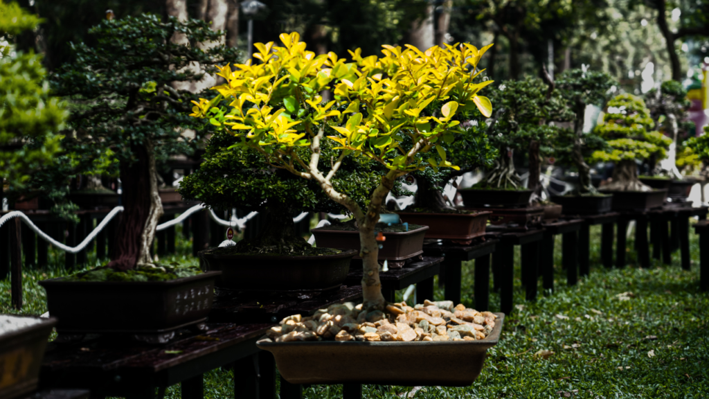 Privet Bonsai