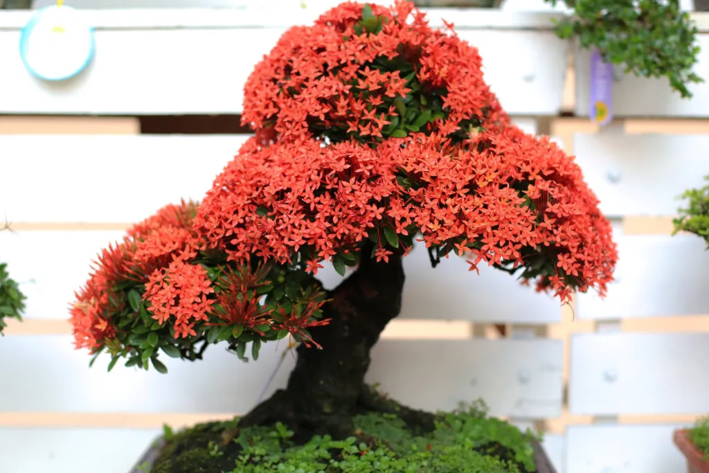 Royal Poinciana Bonsai