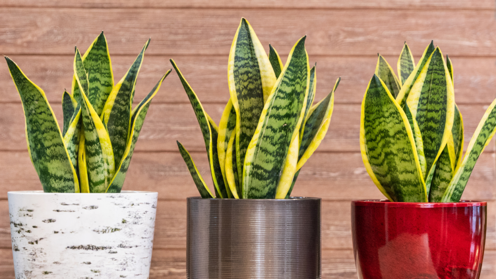 Snake Plant