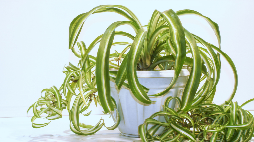 Spider Plant