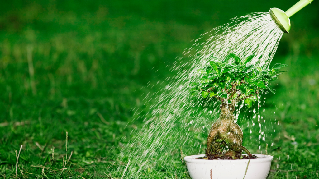 Watering a Bonsai