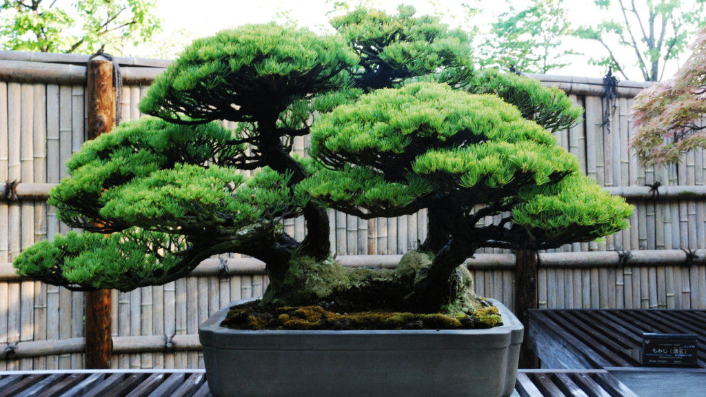 Bonsai Tree