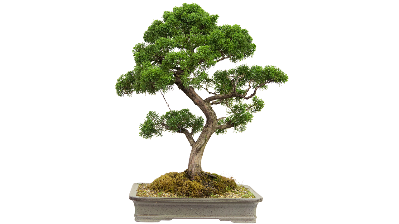 Bonsai tree