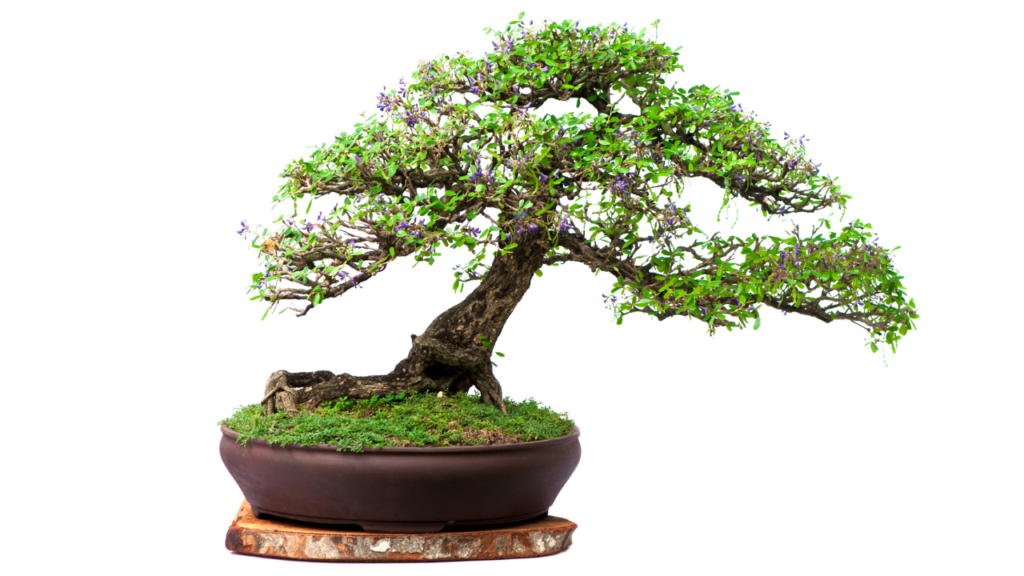 bonsai Tree