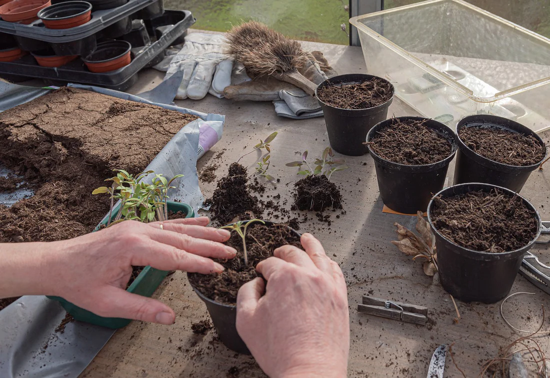 Transplanting Seedlings