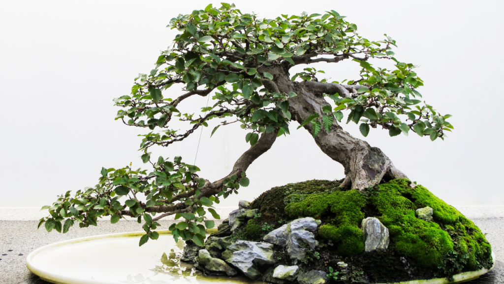 Cascade bonsai