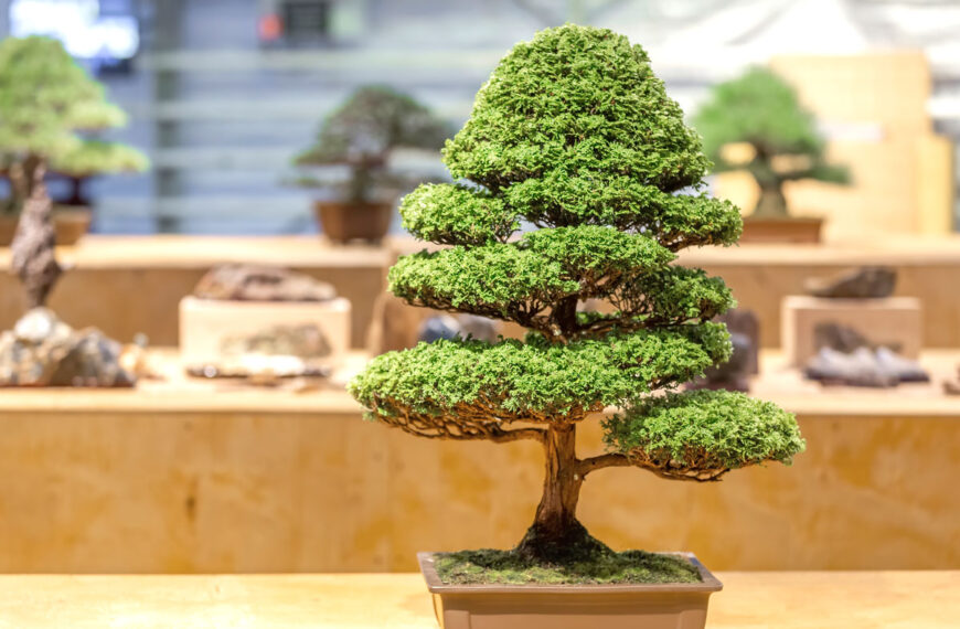 Discovering Chokkan: Understanding Formal Upright Bonsai Trees