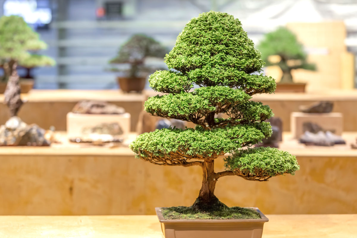 Discovering Chokkan: Understanding Formal Upright Bonsai Trees - Bonsai ...