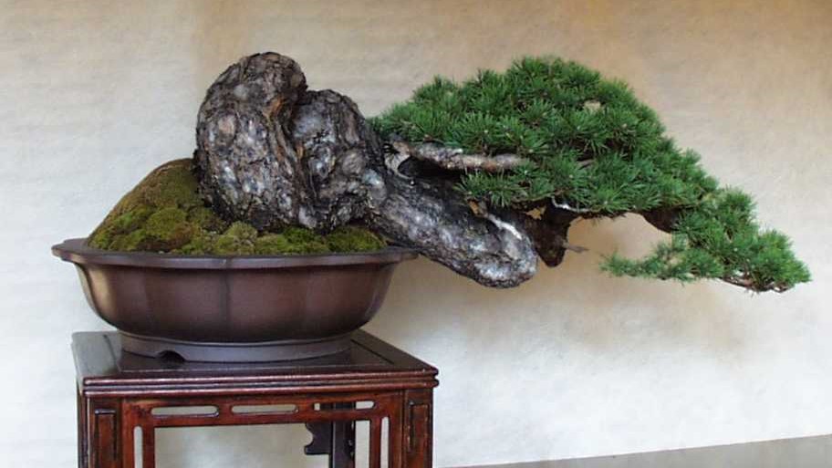 Beginner's Guide to Yamadori Bonsai (山鳥): Collecting Wild Trees ...