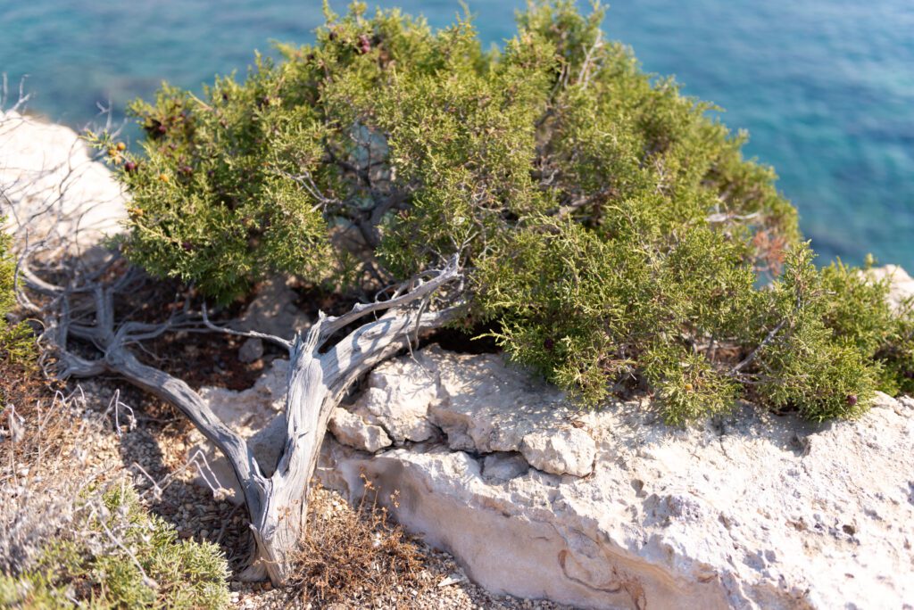 Yamadori-Seaswept-Tree-White-Trunk-1024x684-1