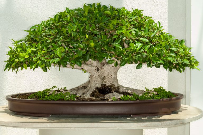 Mastering Hokidachi: Your Guide to Creating a Broom Style Bonsai