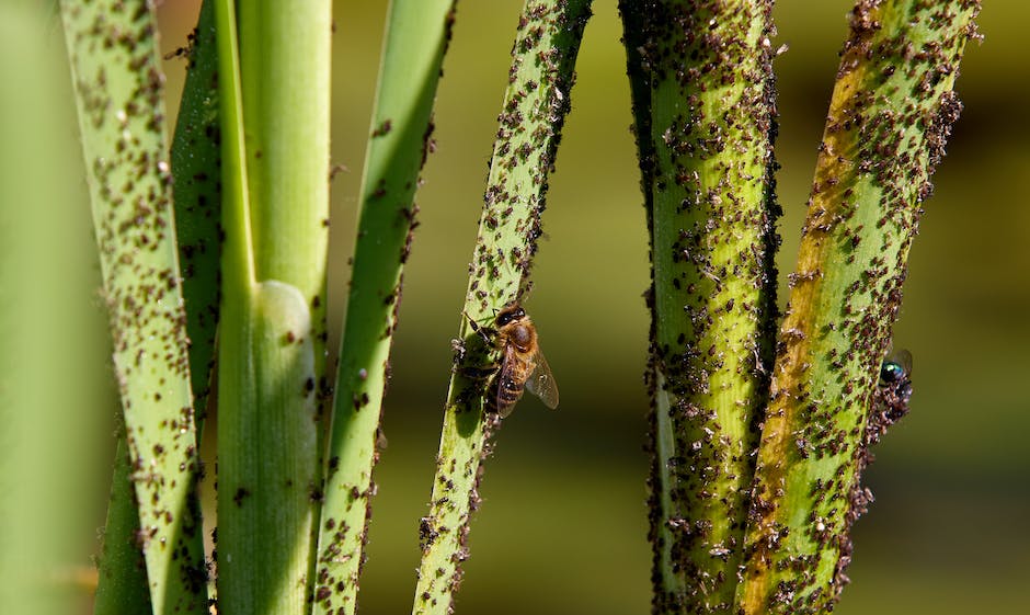 Image depicting common pests and diseases affecting Dracaena plants