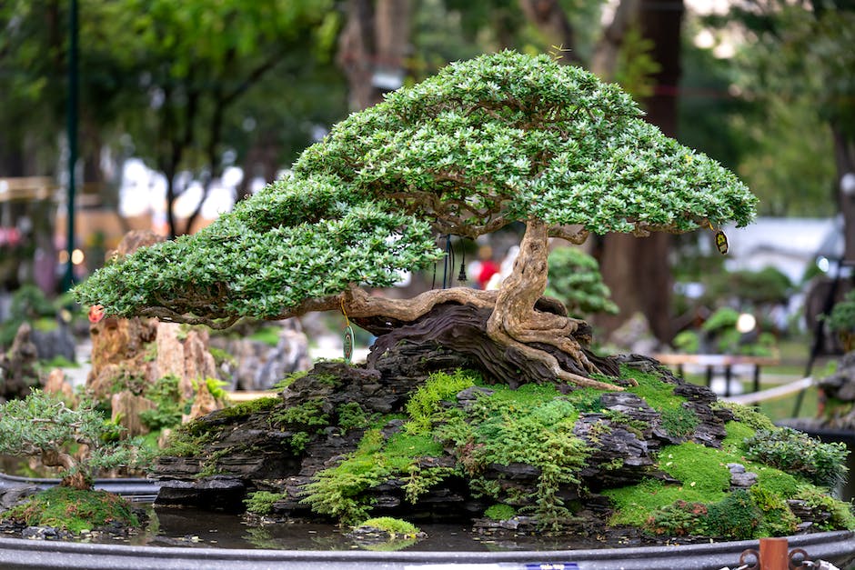 A vibrant image of the Omiya Bonsai Village, showcasing various bonsai trees and the beautiful landscape.