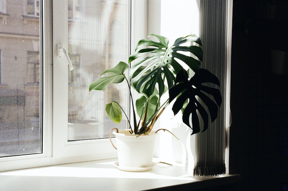 A Philodendron Green plant in a pot, sitting on a windowsill next to a sunlight filled window.
