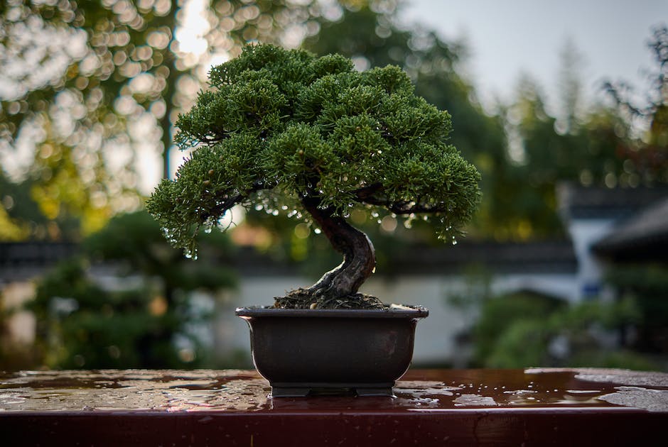 An image of a Shakan style bonsai tree with a slanted trunk, representing resilience and adaptability in nature.
