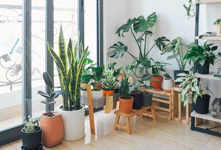 Indoor plants sitting in a well-lit room, symbolizing a healthy and clean indoor environment