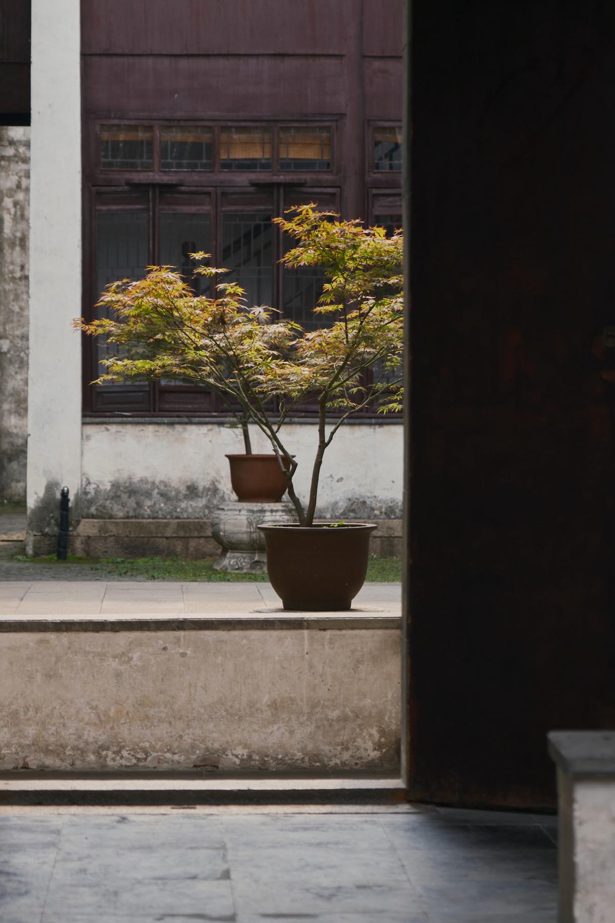 Image of a Yamadori Bonsai tree in a beautiful garden, showcasing the art of Bonsai and the connection with nature.