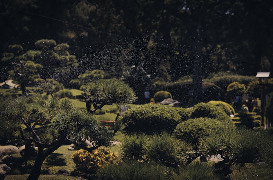 Image of a Yamadori Bonsai tree displayed in a serene garden setting