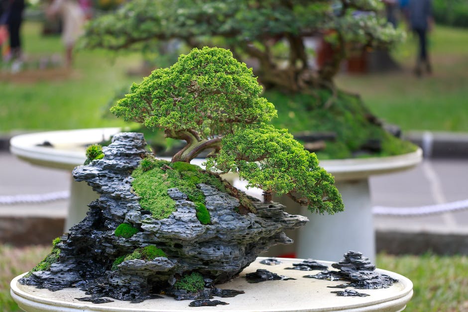 An image showcasing a beautiful bonsai tree with intricate branches and a well-shaped pot.