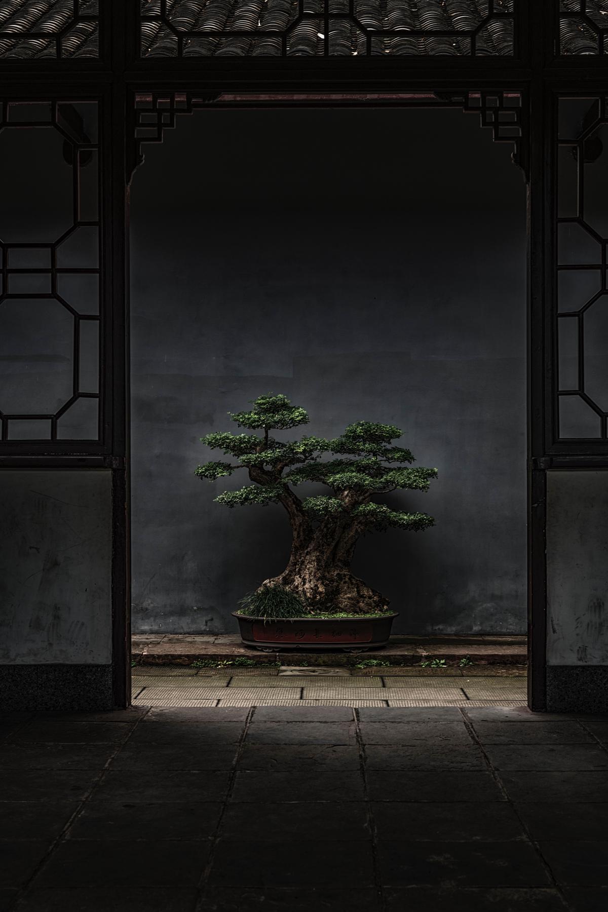 Image of a bonsai tree with well-developed Nebari, showcasing its beauty and age.