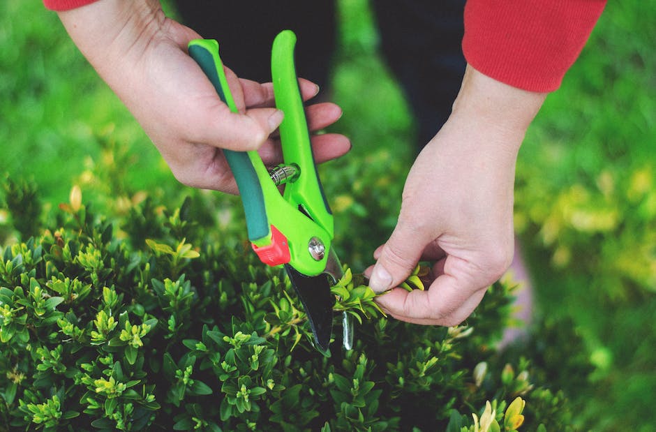 Illustration of someone pruning a bonsai tree with a pair of shears