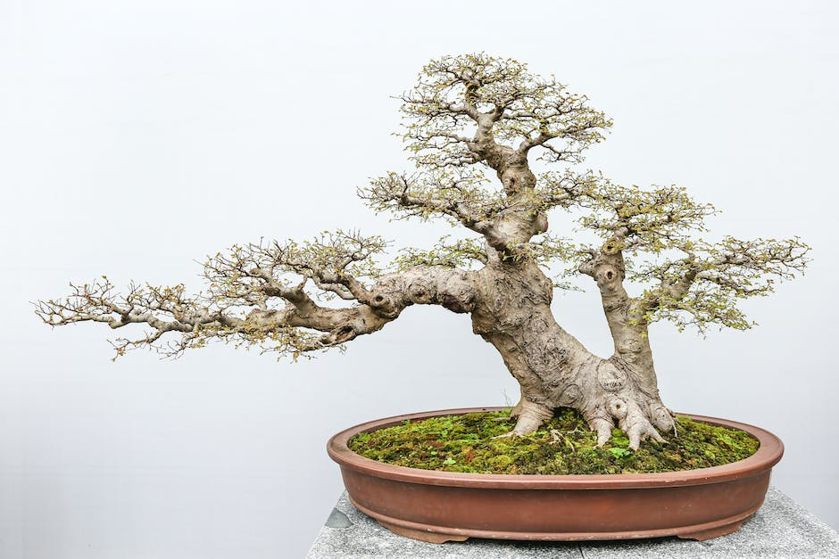 A Moyogi Bonsai tree with beautifully curved trunk and carefully pruned branches.