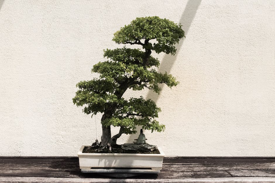 Different Types of Indoor Bonsai Trees displayed in a serene indoor setting