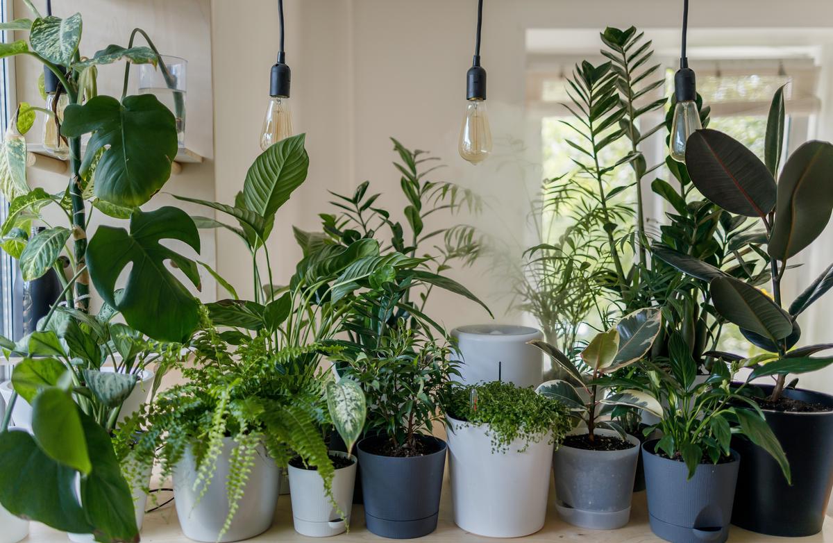 Various indoor plant pots displayed on a shelf