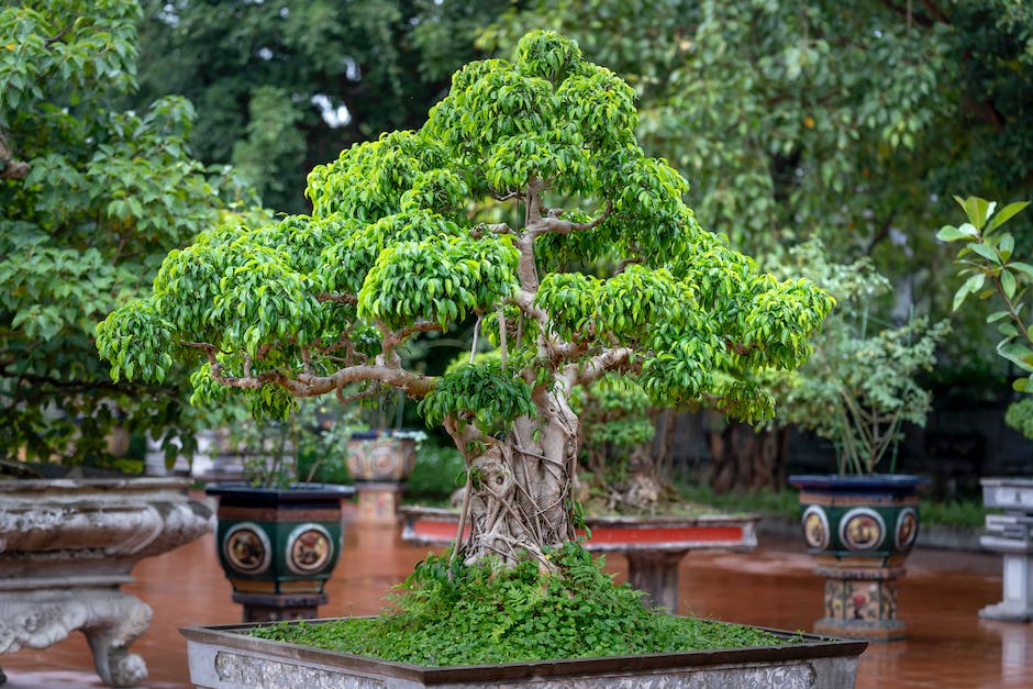 Image of a bonsai tree with well-developed nebari, showcasing its root flare and stability.