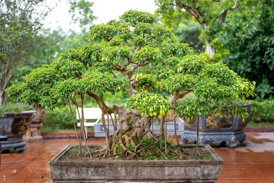 A bonsai tree with well-developed nebari, showing a decorative pattern of roots radiating evenly from the trunk.